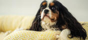King Charles spaniel hviler hovedet på en hundeseng med støttekant fra Omlet