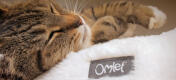 Nærbillede af en kat, der sover på en hyggelig Maya donut katteseng