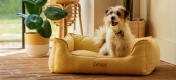 En terrier på en Honeycomb Pollen-hundeseng.