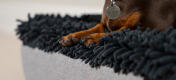 Teckel i en grå mikrofiber topmadras til den vaskbare Topology hundeseng