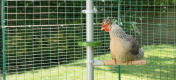 Kylling sidder på en siddepind på Poletree mens den kigger ind i en Godbidsholder