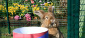 Den udendørs kaningård er velegnet til alle kaninracer og størrelser