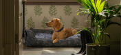Retriever kigger ud fra sin stilfulde designer Omlet rede-seng til hunde