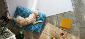 Retriever ligger på en let at rengøre mønstret Omlet pudeseng til hunde