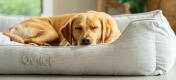 En retriever sover på en stor fløjlshundeseng i grå Corduroy Pebble-nuance.