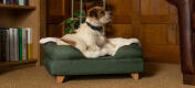 Terrier på grøn seng med støttekant med tæppe i imiteret lammeskind