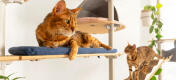 To katte slapper af på Omlet Freestyle indendørs kattetræ fra gulv til loft