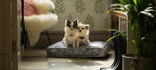 To chihuahuaer på en let at rengøre og transportabel Omlet pudeseng til hunde