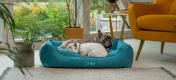 To frenchies hygger sig i en hyggelig Omlet rede-seng til hunde