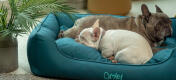 Nærbillede af to frenchies, der ligger sammen i en blød og støttende Omlet rede-seng til hunde