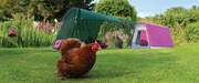 En Eglu Go med tilbygning i en have med tre kyllinger, der leger rundt