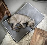 En hund slapper af på hundesengen Fido 