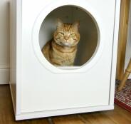 En orange kat, der sidder i sit hvide lille hus