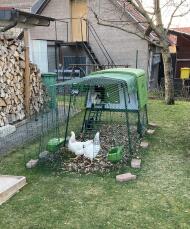 Vores høns føler sig Godt tilpas i deres hønsegård.