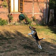 En sort brun og hvid beagle i en have, der hopper højt op efter en bold
