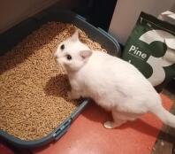 Snow elsker sin nye kattebakke