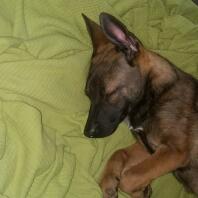 Malinois hvalp sover