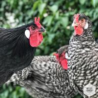 Sorte, hvide og røde høns i en have