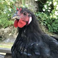Et nærbillede af en sort og rød hane kylling