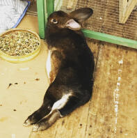 En kanin, der slapper af udenfor.