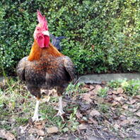 Blue patridge Carlisle old English game bantam rooster