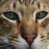 Et nærbillede af en tabby kat med grønne øjne