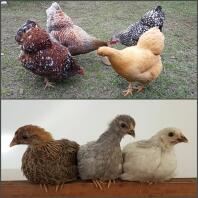 Kyllinger før og efter