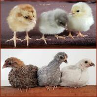 Kyllinger før og efter