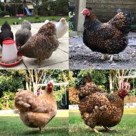 4 skud af kyllinger