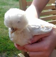 Poland Chick 6 uger