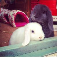 Babyer Storm & Daisy