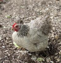 Pippa Silver Patridge Pekin