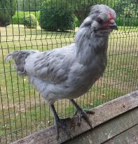 Arucana Cockerel 13 uger - svært at identificere, om høne eller pik, indtil de krager!