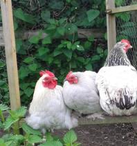 Lavendel pekin bantam