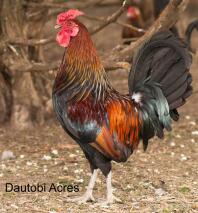 Redcap cockerel