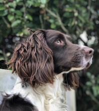 En springer spaniel i en have