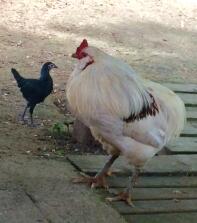 En araucuna-kylling, en stor og hvid og en lille og sort stod udenfor