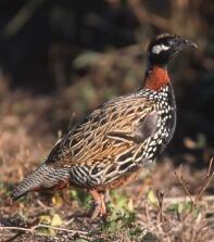 Sort francolin han