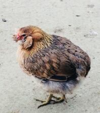 En lille brun araucana chciken går i en have