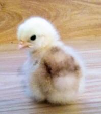 2 dage gammel Pekin Chick