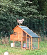 Kylling sidder på en hønsegård af træ omgivet af Omlet hønsehegn