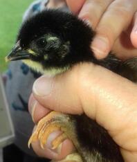 2 dage gammel Maran Chick - sort kobber
