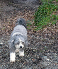 Bo (Chinese Crested powderpuff)