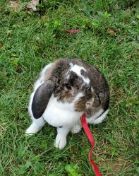 Hunny Bunny nyder frisk luft.