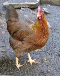 Welsummer Hen