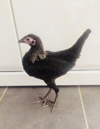 En sort lille mager kylling