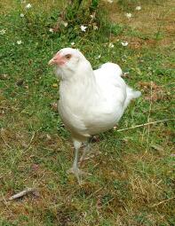 En hvid araucana-kylling.