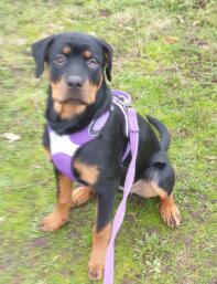 Rottweiler med lilla sele på