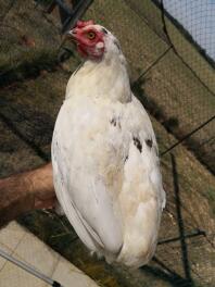 En hvid kylling stod på sin ejers hånd i en have bag et net