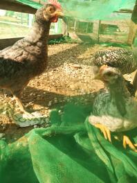 Tre høns i en hønsegård